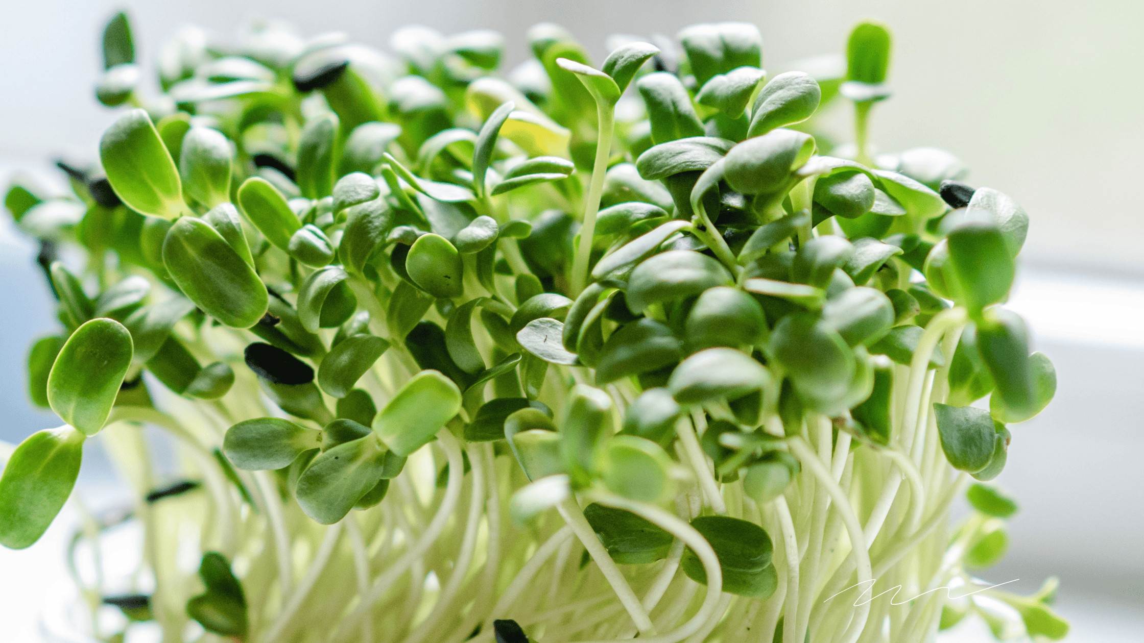 Gesunde vegane Zutaten wie Kräuter, Samen und Hefeflocken machen pflanzliche Mahlzeiten nahrhafter – einfach, unkompliziert und familientauglich.