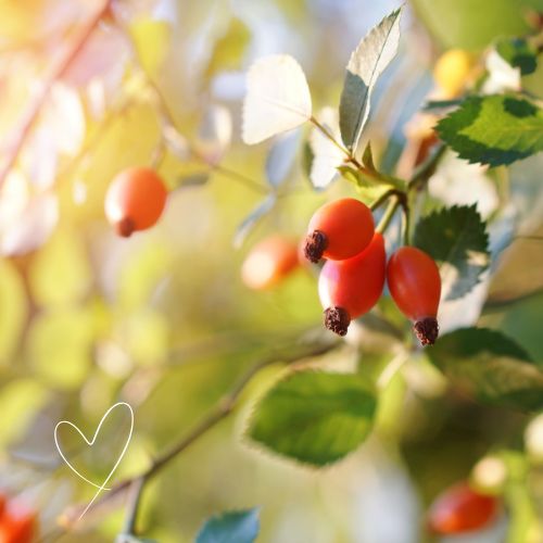 Vegane Winter-Booster für starke Kinder & entspannte Mamas: Gesunde Tipps, leckere Rezepte und Immunsystem-Power für die ganze Familie.